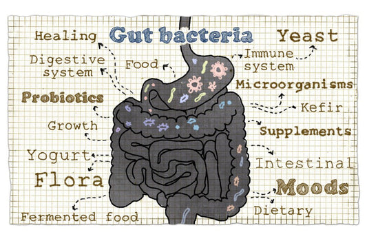 The Role of Gut Health in Fitness and Recovery - Human 2.0